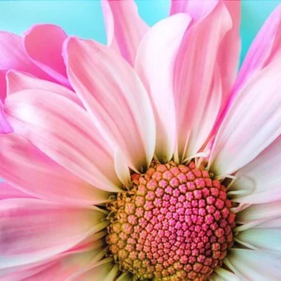 Meet your Posher, Genma - Picture 1 of 1